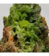 Pyromorphite, Saint Salvy, Tarn (81)