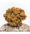 Pyromorphite, Les Farges, Corrèze (19)