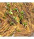 Pyromorphite, Chaillac, Indre (36)