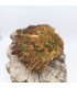 Pyromorphite, Chaillac, Indre (36)