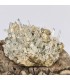 Quartz, Pyrite, Dolomite, Saint Pierre de Mésage , Isère (38)
