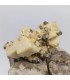 Pyrite sur Dolomite, Saint Pierre de Mésage, Isère (38)